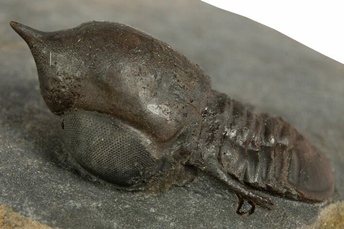 Pelagic Trilobite (Cyclopyge) Fossil - Huge Eyes #344609